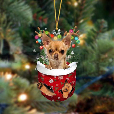 Brown Chihuahua