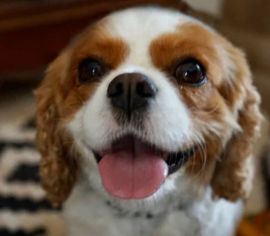 Good example: Pet facing camera at eye level with clear lighting